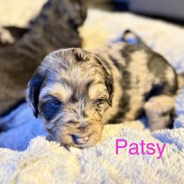 Patsy - Blue merle female Aussiedoodle puppy in Fredonia, Pennsylvania from Drew’s Aussies & Doodles