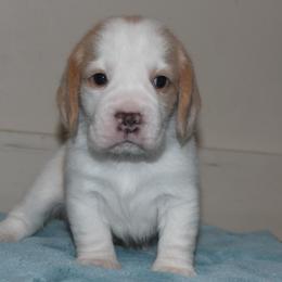 Clem - Lemon and white male Beagle puppy in Morrill, Kansas from Kelle Beagles