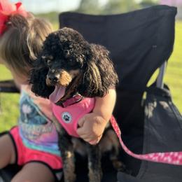 Maya - Poodle