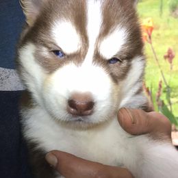 Siberian Husky Puppies from Blue Moon Siberian Husky Haven