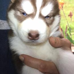 Siberian Husky Puppies from Blue Moon Siberian Husky Haven