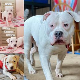 ODB's Tested by Fire - White American Bully puppy in Saratoga Springs, New York from Oily Drop Bullies