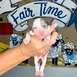 Fleece Lightning - Blue merle and white male Sheepadoodle puppy in Adams, Nebraska from Boxcar Doodles and Poodles