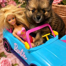 Pomeranian Puppies from Foxx Dior Poms