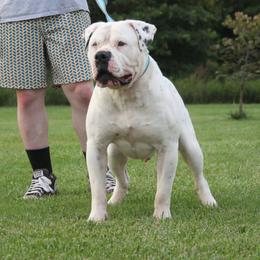 Alapaha Blue Blood Bulldog puppies from Eclipse Alapaha Kennels