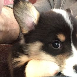 American Corgis and Pembroke Welsh Corgis from Blacketers Corgis