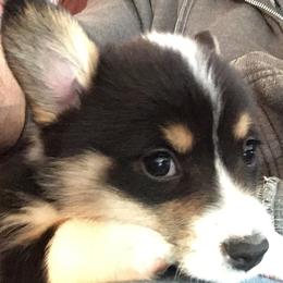 American Corgis and Pembroke Welsh Corgis from Blacketers Corgis