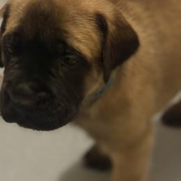 Blue Collar - Fawn female Mastiff puppy in Lincolnton, North Carolina from Little Mountain Mastiffs