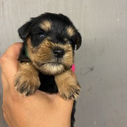 Green - Liver female Miniature Schnauzer puppy in Sparta, North Carolina from New River Miniature Schnauzers and Anatolians