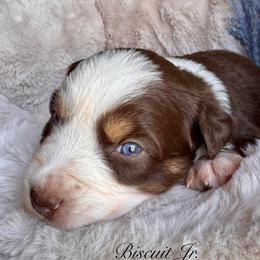 Biscuit II - Red tri-color male Australian Shepherd puppy in Ramona, California from Blue Moon Aussies