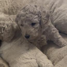Skittles - Cream female Goldendoodle puppy in Richmond, Texas from Harper’s Heartbeats