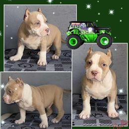 Grave Digger - Fawn American Bully puppy in El Paso, Texas from PaPaws Gotta Love It Kennels