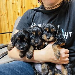 Cavapoo Puppies from Panda Puppies