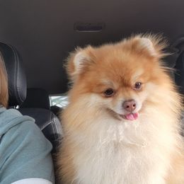 Leo - Pomeranian