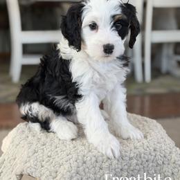Frostbite - Tri-color male Bernedoodle puppy in Henry, Illinois from Rowe Farms Doodles