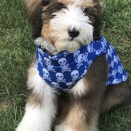 Bernedoodles from Backwoods Bernedoodles