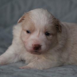 Gold female 3 - Gold female Border Collie puppy in Tylertown, Mississippi from Cool Meadow Farms