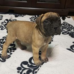 Bullmastiff Puppies from Carolina Bullmastiffs