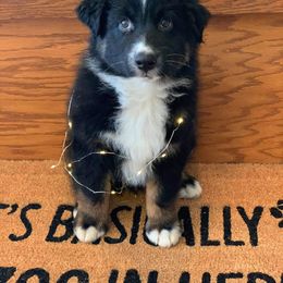 Australian Shepherd and Collie Puppies from Nicara kennel