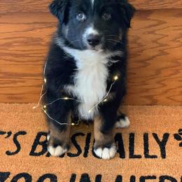 Australian Shepherd and Collie Puppies from Nicara kennel