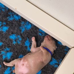 Weimaraner Puppies from Split Rock Weimaraners