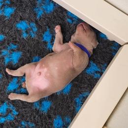 Weimaraner Puppies from Split Rock Weimaraners