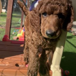 Loki - Red  male Poodle puppy in Sheridan, California from Renegade Standard Poodles
