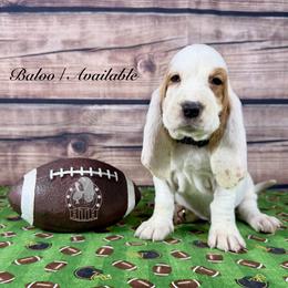 Baloo - Red and white male Basset Hound puppy in Dingess, West Virginia from Tuckers' Howling Hounds