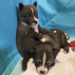 Pomsky Puppies from New Gaia Pomsky