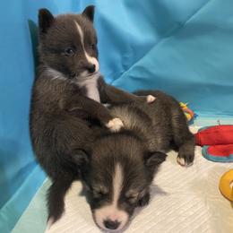 Pomsky Puppies from New Gaia Pomsky