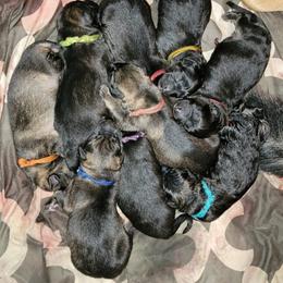 German Shepherd and Pembroke Welsh Corgi Puppies from Muddy Paws Corgis / Von Blake's Gedächtnis German Shepherds