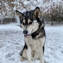 Maverick - Alaskan Malamute