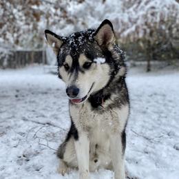 Maverick - Alaskan Malamute