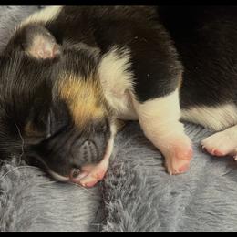 BB Girl 1 - Black and tan female Pembroke Welsh Corgi puppy in Dickinson, Texas from Gulf Coast Corgis