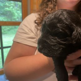 Goldendoodle Puppies from Island Doodles of Maine