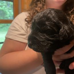 Goldendoodle Puppies from Island Doodles of Maine