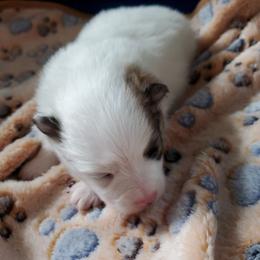 Dash - Tri-colored male Pomeranian puppy in Bellevue, Iowa from Fluffy Wonders Poms and Doodles