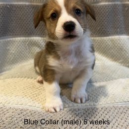 Blue Collar (boy) - Red Pembroke Welsh Corgi puppy in Paris, Kentucky from Laurel Glen Farm Corgis