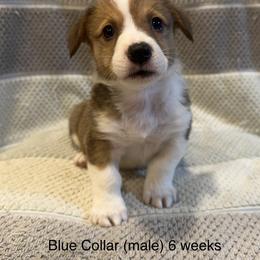 Blue Collar (boy) - Red Pembroke Welsh Corgi puppy in Paris, Kentucky from Laurel Glen Farm Corgis
