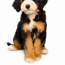 Gigi - Tri-color female Bernedoodle puppy in Yuciapa, California from AlltheDoodlez_