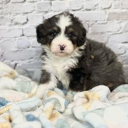 Baxter - Blue merle male Bernedoodle puppy in Moulton, Iowa from Shondel Puppy Paws
