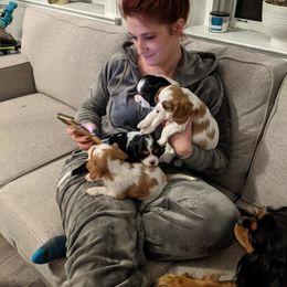 "Watching TV with the pups at the end of the night " Cavalier King Charles Spaniel Puppies from Colorful Cavaliers