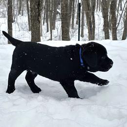 Boy 3 - Black male Labrador Retriever puppy in Plainwell, Michigan from Preuss Puppies
