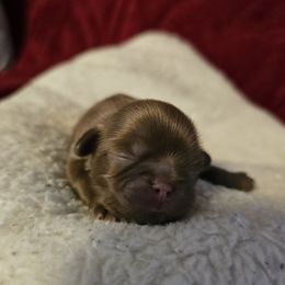 Hazel - Chocolate female Shih Tzu puppy in Corona, California from Ju Shih Tzu