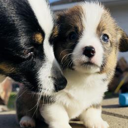 Pembroke Welsh Corgi puppies from Grit Phillips