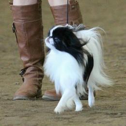 Japanese Chin All Grown Up from KaLor Japanese Chin