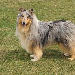 Dustin - Collie