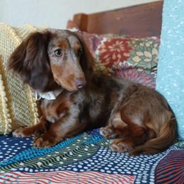 Nambe - Dachshund