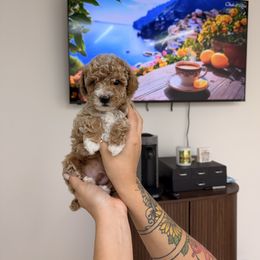 Mateo - Apricot male Poodle puppy in Miami, Florida from Sakura Poodles