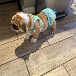 Bulldog and Pug Puppies from Tenpennypups